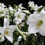 Lilium Longiflorum Hybrids (Class V)